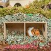 vQqMHamster-Wood-Hideout-Small-Nest-Solid-Wood-Small-House-Hamster-Resting-Nest-Golden-Silk-Bear-Small.jpg