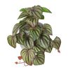 cKa0Artificial-Terrarium-Plant-for-Reptile-Amphibian-for-Tank-Pet-Habitat-Decorations-Lifelike-Tropical-Leaves-Plastic-Leaf.jpg