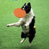 Lc1DSilicone-Flying-Saucer-Funny-Dog-Cat-Toy-Dog-Game-Flying-Discs-Resistant-Chew-Puppy-Training-Interactive.jpg