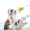 Ie31Funny-Kitten-Cat-Teaser-Interactive-Toy-Rod-with-Bell-and-Feather-Toys-for-Cats-Teaser-Interactive.jpg