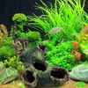 qMsIResin-Rockery-Fish-Tank-Landscape-Aquarium-Decoration-Rockery-Mountain-Hiding-Cave-Pet-Supplies-Ornament-1pc.jpg