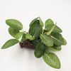 y0s2New-Plastic-Aquarium-Plant-Decor-Fish-Tank-Submersible-Artificial-Grass-Ornament-Decoration.jpg