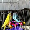 tThT1pcs-Birds-Toy-Pet-Bird-Parrot-Cockatiel-Cage-Bird-Toys-HangingToy-Brinquedo-Hammock-Swing-Toy.jpg