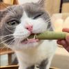 QJMO367A-Professional-Cat-Kitten-Teeth-Grinding-Grass-Rod-Toy-Pet-Natural-Stick-Dried-Natural-Cat-Grass.jpg