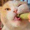 KPVb367A-Professional-Cat-Kitten-Teeth-Grinding-Grass-Rod-Toy-Pet-Natural-Stick-Dried-Natural-Cat-Grass.jpg