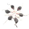 Iq8312Pcs-False-Mouse-Cat-Pet-Toys-Cat-Long-Haired-Tail-Mice-Sound-Rattling-Soft-Real-Rabbit.jpg