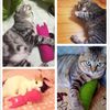 fhdEFunny-Interactive-Crazy-Cat-Toy-Pet-Kitten-Chewing-Toy-Teeth-Grinding-Catnip-Toys-Claws-Thumb-Bite.jpg