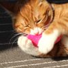 XXiG2022-Catnip-Toys-Funny-Interactive-Plush-Teeth-Grinding-Cat-Toy-Kitten-Chewing-Toy-Claws-Thumb-Bite.jpg