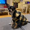 xPJ7Winter-Warm-Pet-Dog-Clothes-Soft-Wool-Dog-Hoodies-Outfit-For-Small-Dogs-Chihuahua-Pug-Sweater.jpg