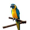 D5uoParrot-Bird-Standing-Stick-Wood-Pole-Bird-Cockatiel-Parakeet-Perches-Bite-Claw-Grinding-Toy-Bird-Cage.jpg