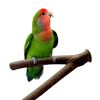 ygvQParrot-Bird-Standing-Stick-Wood-Pole-Bird-Cockatiel-Parakeet-Perches-Bite-Claw-Grinding-Toy-Bird-Cage.jpg