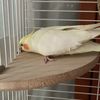 FHvFParrot-Hamster-Stand-Board-Pet-Bird-Parrot-Wooden-Platform-Bracket-Toy-Hamster-Branch-Perch-Bird-Cage.jpg