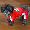 oGXqClothes-for-Small-Dogs-Adidog-Winter-Dog-Clothing-for-Medium-Dogs-Pet-Products-Puppy-Sweatshirt-Coat.jpg