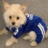 Z3vTClothes-for-Small-Dogs-Adidog-Winter-Dog-Clothing-for-Medium-Dogs-Pet-Products-Puppy-Sweatshirt-Coat.jpg