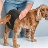 FA3JFemale-Dog-Panties-with-8-Cotton-Pads-Reusable-Diapers-Pet-Breathable-Mesh-Flexible-Adjusting-Buckle-Washable.jpg