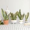 WfZ3Artificial-Plants-for-Home-Garden-Decoration-Plastic-Sansevieria-Branch-DIY-Bonsai-Outdoor-Fake-Plants.jpg