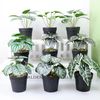 7siqGarden-Decor-Small-Tree-Fake-Flowers-Simulation-Pot-Plants-Artificial-Plants-Bonsai-Home-Table-Potted-Ornaments.jpg