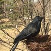 0DWpSimulation-Halloween-Black-Raven-Crow-Natural-Prop-Scary-Pest-Repellent-Control-Pigeon-Repellent-Raven-Decoration-Party.jpg