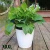 VETFLazy-Flower-Pot-Automatic-Water-Absorbing-Flowerpot-Transparent-Plastic-Self-Watering-Planter-Plants-Nursery-Pods-Flowerpot.jpeg