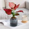 GQmCPlastic-Flower-Pot-Succulent-Plant-Pot-Self-Watering-Planter-Pots-Home-Tabletop-Flower-Pot-Home-Bonsai.jpg