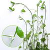 z7sBPlant-Climbing-Self-Adhesive-Wall-Vines-Tools-Fixture-Plant-Wall-Fixture-Clips-Fixed-Buckle-Hook-for.jpg