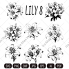 lily imv.jpg