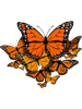 butterfly danaida monarch.png