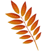 Leaves (2).png