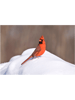 Red cardinal in the snow.png