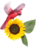 SUNFLOWERS CARDINAL BIRDS(2).png