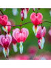 Realistic Bleeding Heart Blossom Special Focused.png