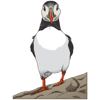 Cute Puffin design  .png