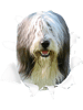 Bearded Collie- Bearded Collie T .png