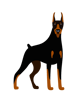 natural ear doberman(5).png