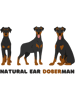 Natural Ear Doberman(15).png