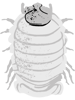 dairy cow isopod(10).png