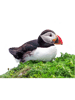 Puffin (2).png