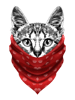 cat bandana gangster cat wearing red bandana    .png