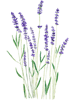 purple lavender .png