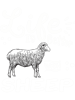 Sheep.png