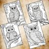 Detailed Owl Coloring Pages 3.jpg