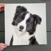 Dog Square Canvas - Border Collie - Colorful Canvas Print - Dog Canvas Print - Canvas With Dogs On It - Furlidays.jpg