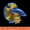 Yellow & blue Siamese fighting Betta fish Aquarium Owner 1515.jpg