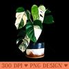 Rare Albo Monstera Deliciosa Plant Swiss Cheese Plants - Vector PNG download - Perfect for Personalization