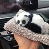 K4E6Car-Interior-Decoration-Panda-Decor-Car-Ornament-ABS-Plush-Panda-Cool-Gift-Simulation-Panda-Toy-Auto.jpg