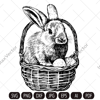 rabbit eggs imv.jpg