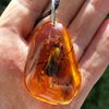 Real insect Bee in Amber Epoxy Resin Keychain Insect taxidermy keyring honeybee Nature Key chain ring Gift to friends.jpg