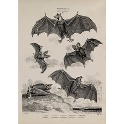 vampire bats poster. natural history poster. 878.