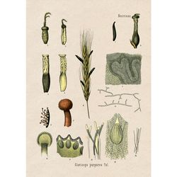 claviceps purpurea or ergot. occult botany home decor. magic mushroom print. medicinal plant design. 891.