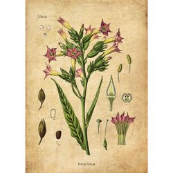 the power plant tobacco. unusual herbalist art. beautiful flower print. vintage botanical wall decor. 553.